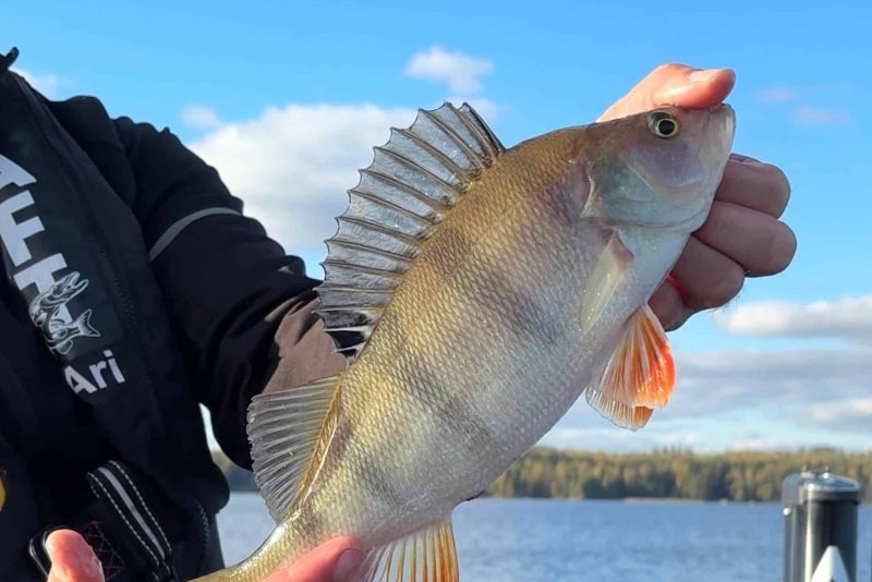 Kalasta Kangasalla, kuvassa ahven