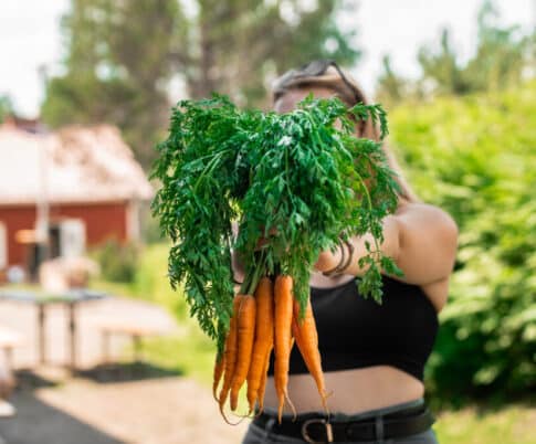 Henkilö pitää porkkananippua