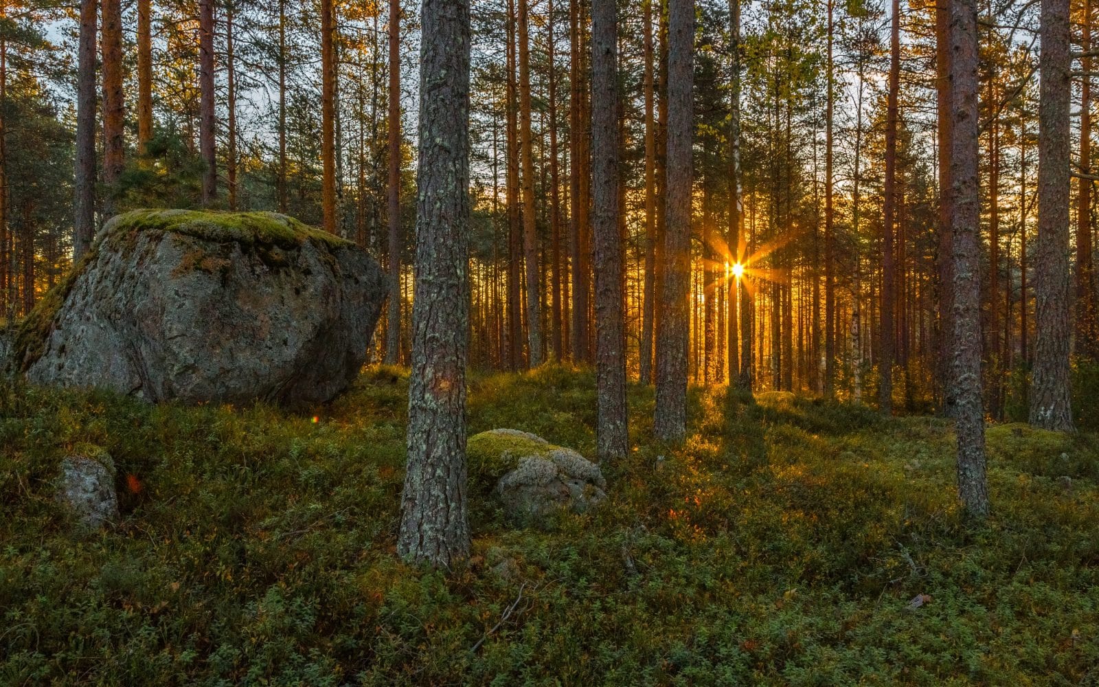 Maisemassa metsässä auringonlaskun aikaan.